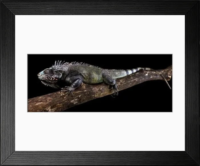 Framed Print : The Sabah black iguana (Iguana melanoderma) is a critically endangered Iguanid from Saba island part of the Antilles Framed Print : The Sabah black iguana (Iguana melanoderma) is a critically endangered Iguanid from Saba island part of the Antilles
