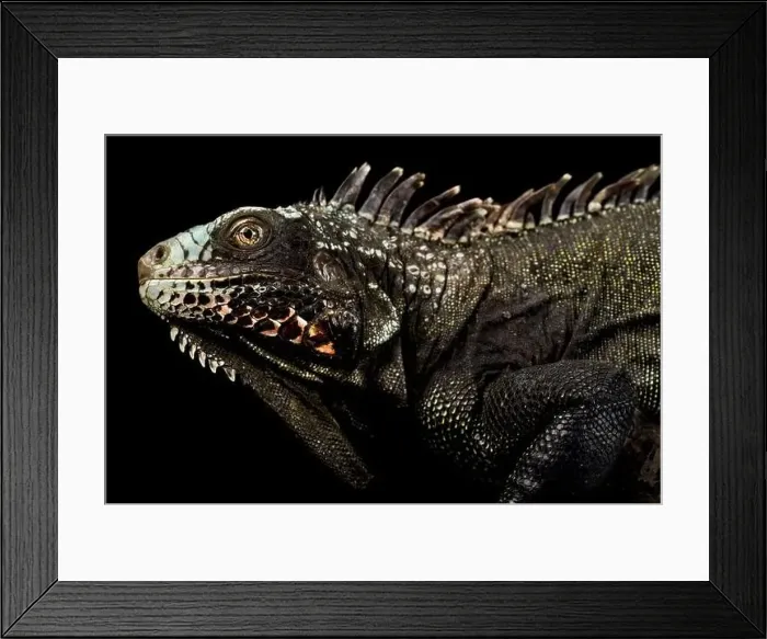 Framed Print : The Sabah black iguana (Iguana melanoderma) is a critically endangered Iguanid from Saba island part of the Antilles Framed Print : The Sabah black iguana (Iguana melanoderma) is a critically endangered Iguanid from Saba island part of the Antilles