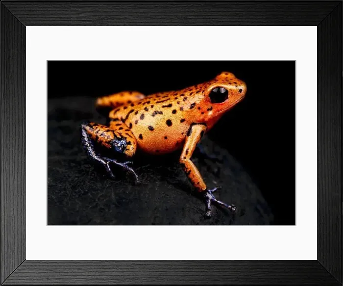 Framed Print : The Strawberry dart frog (Oophaga pumilio) is a highly variable colored amphibian species Framed Print : The Strawberry dart frog (Oophaga pumilio) is a highly variable colored amphibian species