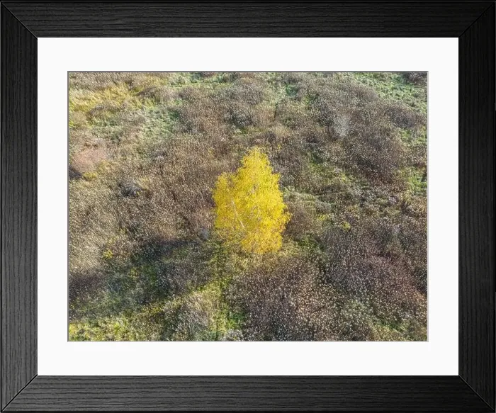 Framed Print : AERIAL forest in amazing autumn shades with road hiding under treetops Framed Print : AERIAL forest in amazing autumn shades with road hiding under treetops