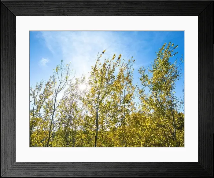 Framed Print : AERIAL forest in amazing autumn shades with road hiding under treetops Framed Print : AERIAL forest in amazing autumn shades with road hiding under treetops