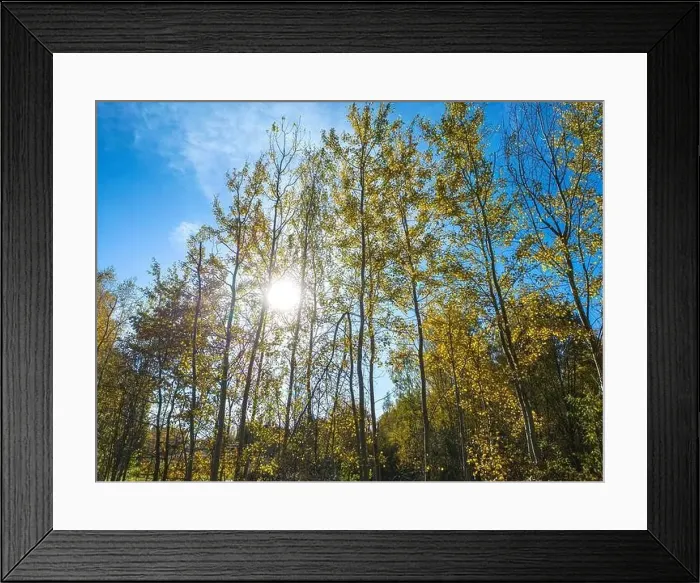 Framed Print : AERIAL forest in amazing autumn shades with road hiding under treetops