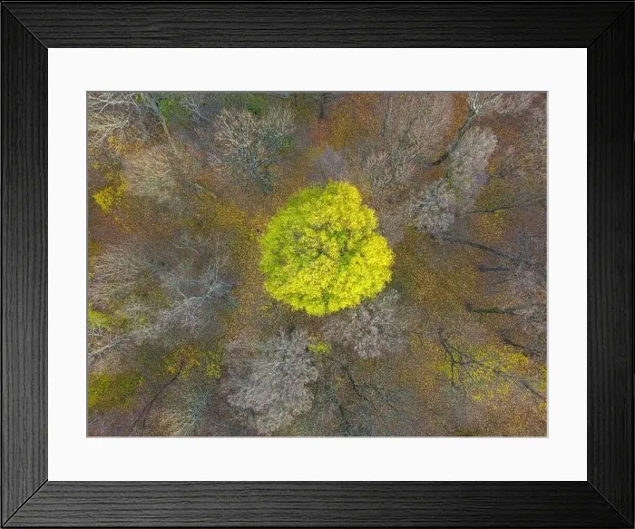 Framed Print : AERIAL forest in amazing autumn shades with road hiding under treetops Framed Print : AERIAL forest in amazing autumn shades with road hiding under treetops