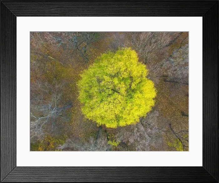 Framed Print : AERIAL forest in amazing autumn shades with road hiding under treetops Framed Print : AERIAL forest in amazing autumn shades with road hiding under treetops