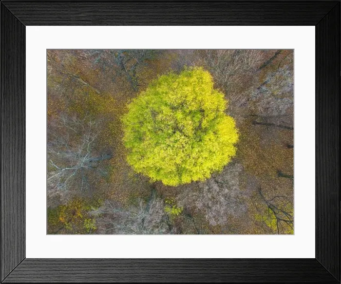 Framed Print : AERIAL forest in amazing autumn shades with road hiding under treetops Framed Print : AERIAL forest in amazing autumn shades with road hiding under treetops