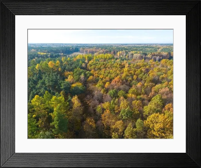 Framed Print : Aerial view of a rural road with in yellow and orange autumn forest Framed Print : Aerial view of a rural road with in yellow and orange autumn forest