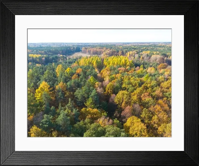 Framed Print : Aerial view of a rural road with in yellow and orange autumn forest Framed Print : Aerial view of a rural road with in yellow and orange autumn forest