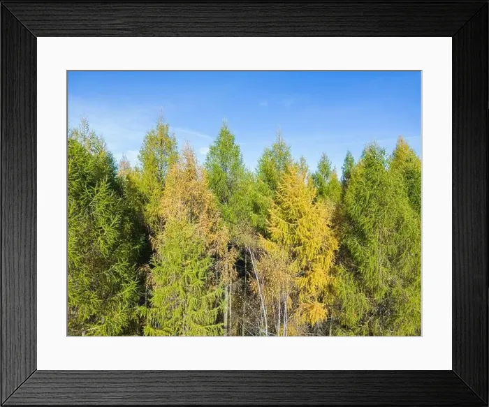 Framed Print : Aerial view of a rural road with in yellow and orange autumn forest Framed Print : Aerial view of a rural road with in yellow and orange autumn forest