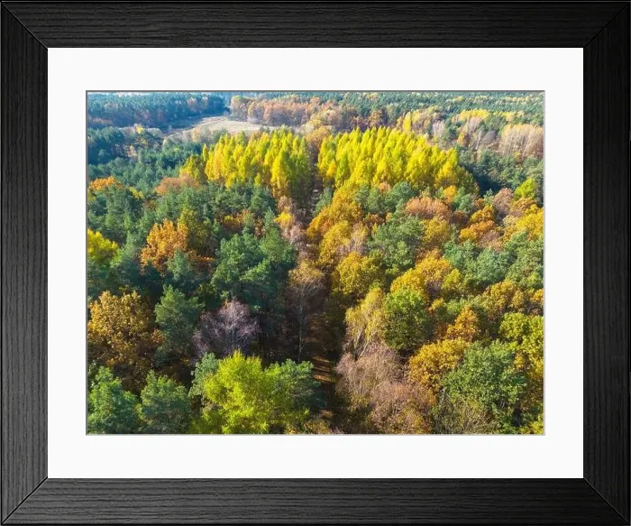 Framed Print : Aerial view of a rural road with in yellow and orange autumn forest Framed Print : Aerial view of a rural road with in yellow and orange autumn forest
