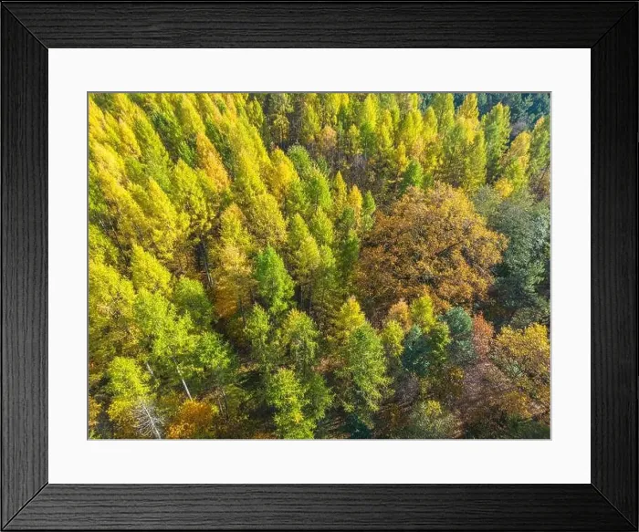 Framed Print : Aerial view of a rural road with in yellow and orange autumn forest Framed Print : Aerial view of a rural road with in yellow and orange autumn forest