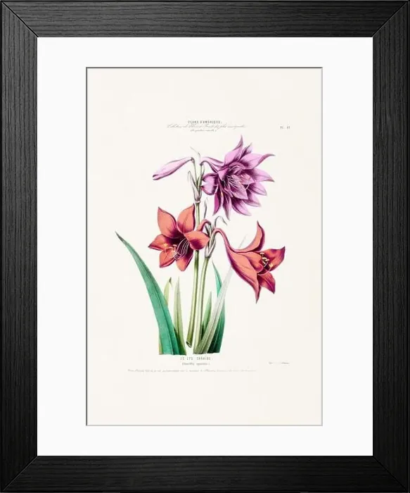 Framed Print : Antique Botanical Illustration Framed Print : Antique Botanical Illustration