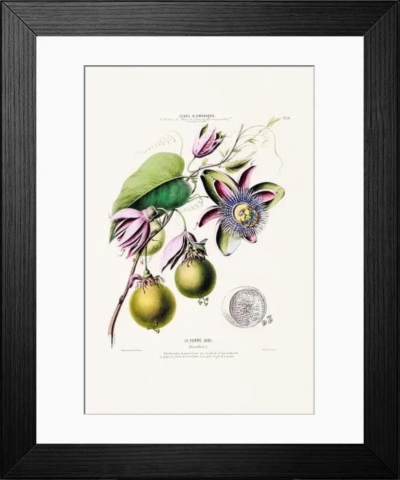 Framed Print : Antique Botanical Illustration Framed Print : Antique Botanical Illustration
