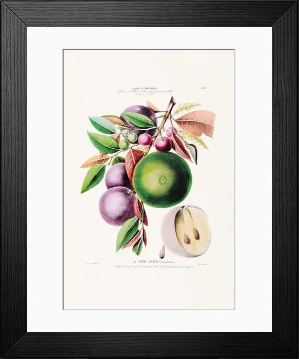 Framed Print : Antique Botanical Illustration Framed Print : Antique Botanical Illustration