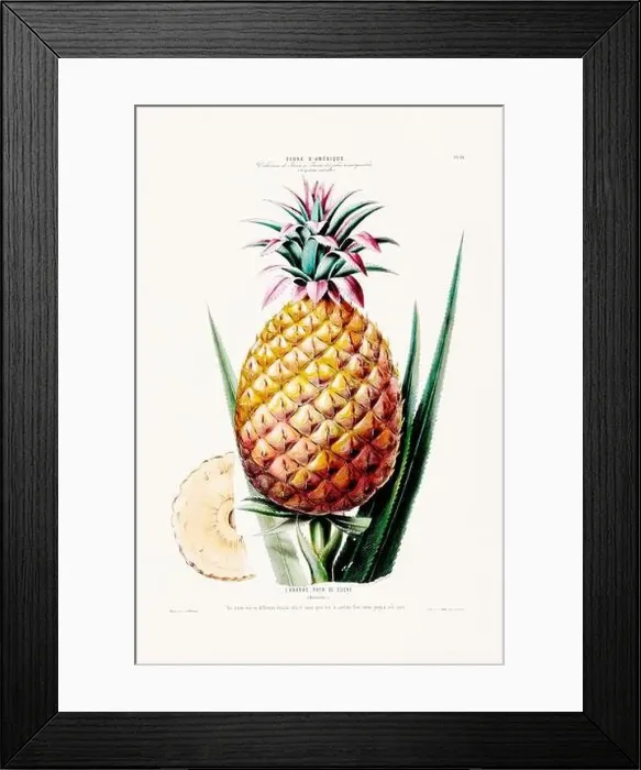 Framed Print : Antique Botanical Illustration Framed Print : Antique Botanical Illustration