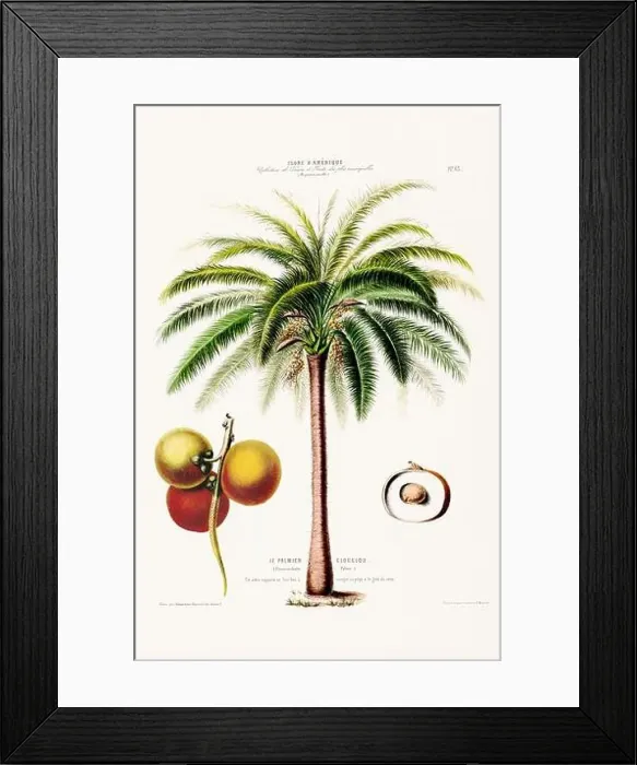 Framed Print : Antique Botanical Illustration Framed Print : Antique Botanical Illustration