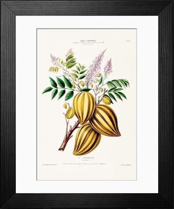 Framed Print : Antique Botanical Illustration Framed Print : Antique Botanical Illustration
