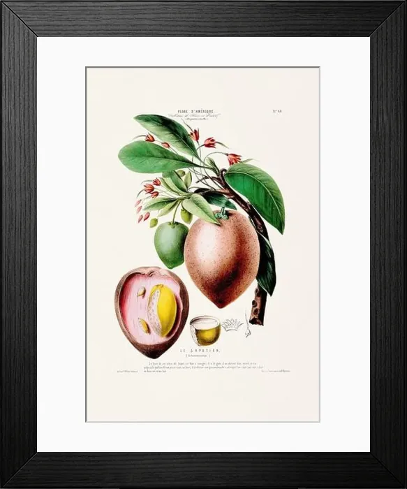Framed Print : Antique Botanical Illustration Framed Print : Antique Botanical Illustration