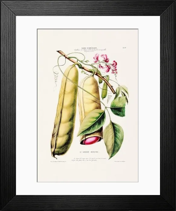 Framed Print : Antique Botanical Illustration Framed Print : Antique Botanical Illustration