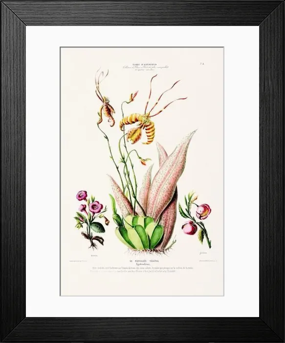Framed Print : Antique Botanical Illustration Framed Print : Antique Botanical Illustration