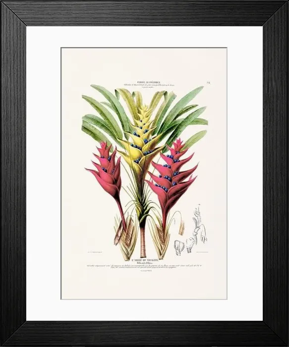 Framed Print : Antique Botanical Illustration Framed Print : Antique Botanical Illustration