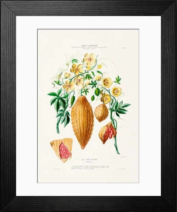 Framed Print : Antique Botanical Illustration Framed Print : Antique Botanical Illustration
