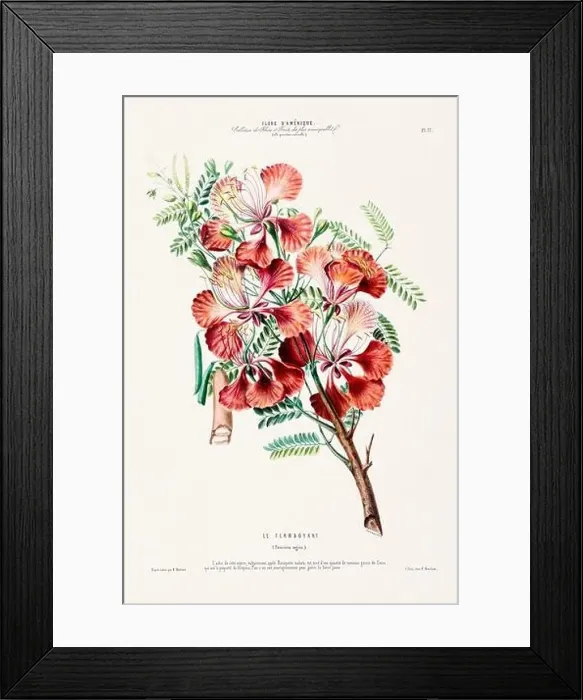 Framed Print : Antique Botanical Illustration Framed Print : Antique Botanical Illustration