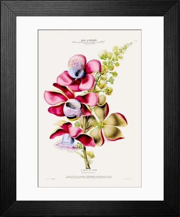 Framed Print : Antique Botanical Illustration Framed Print : Antique Botanical Illustration
