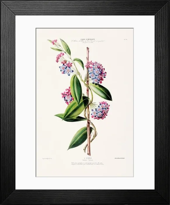 Framed Print : Antique Botanical Illustration Framed Print : Antique Botanical Illustration