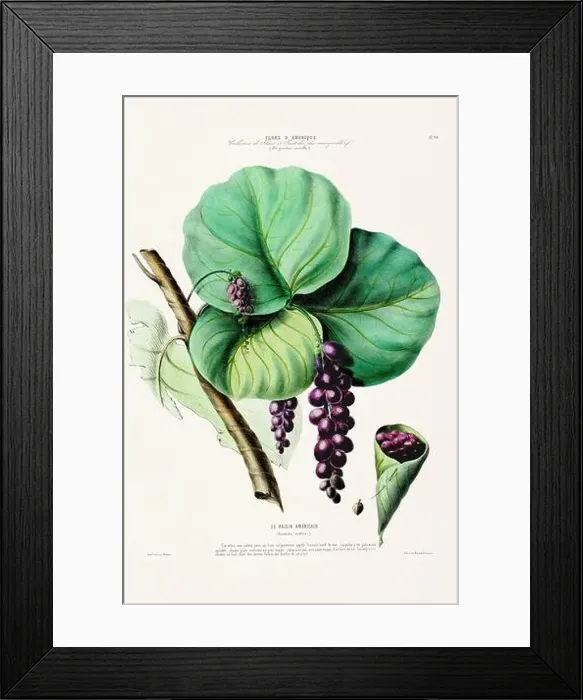 Framed Print : Antique Botanical Illustration Framed Print : Antique Botanical Illustration