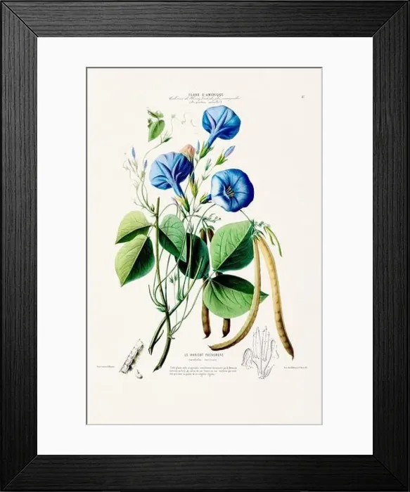 Framed Print : Antique Botanical Illustration Framed Print : Antique Botanical Illustration