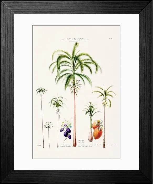 Framed Print : Antique Botanical Illustration Framed Print : Antique Botanical Illustration