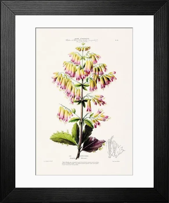 Framed Print : Antique Botanical Illustration Framed Print : Antique Botanical Illustration