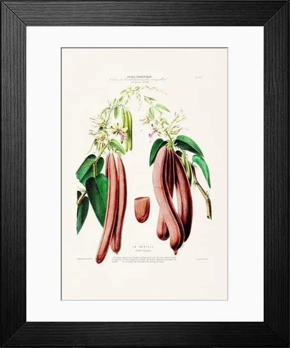 Framed Print : Antique Botanical Illustration Framed Print : Antique Botanical Illustration