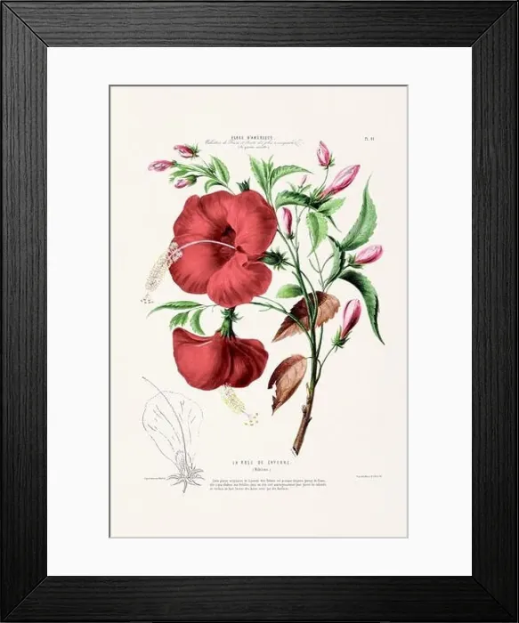 Framed Print : Antique Botanical Illustration Framed Print : Antique Botanical Illustration