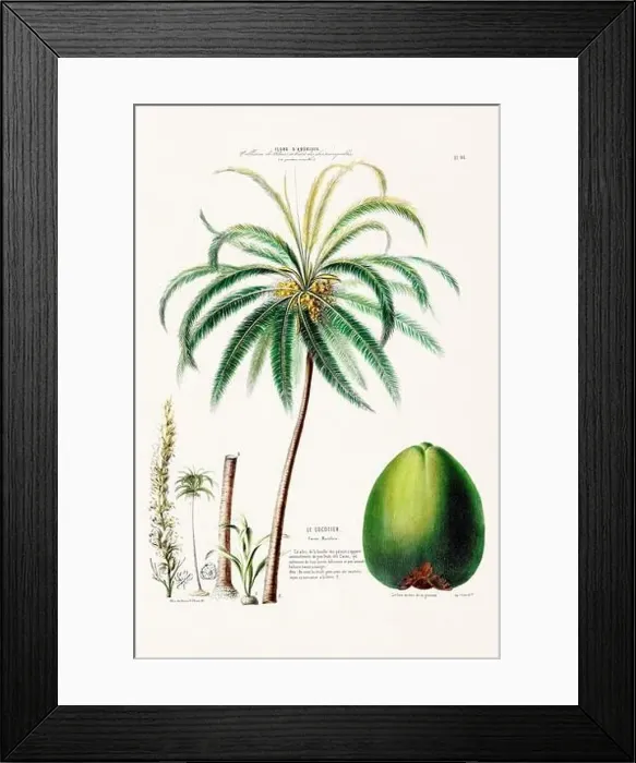 Framed Print : Antique Botanical Illustration Framed Print : Antique Botanical Illustration