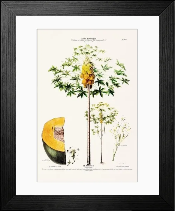 Framed Print : Antique Botanical Illustration Framed Print : Antique Botanical Illustration