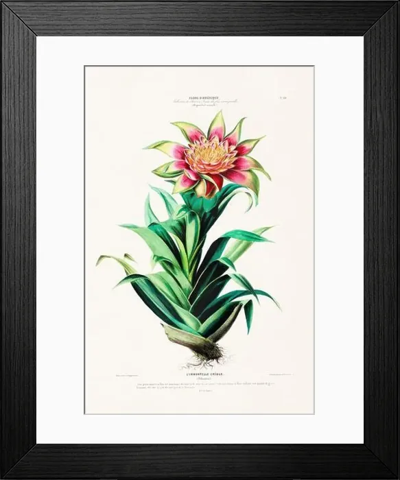 Framed Print : Antique Botanical Illustration Framed Print : Antique Botanical Illustration