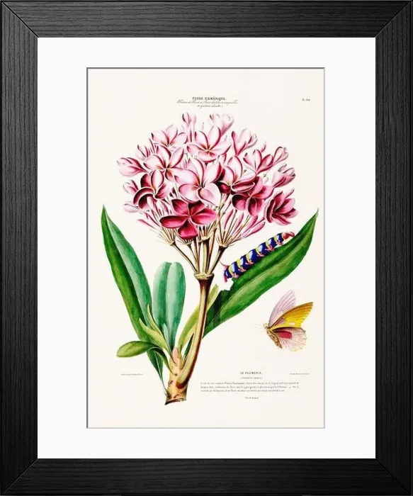Framed Print : Antique Botanical Illustration Framed Print : Antique Botanical Illustration
