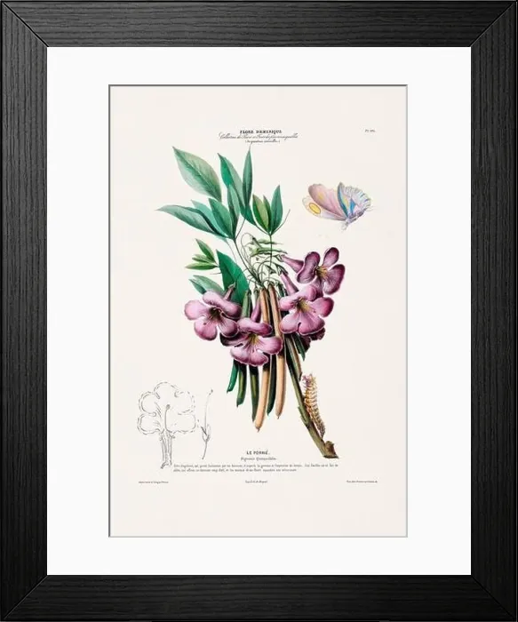 Framed Print : Antique Botanical Illustration Framed Print : Antique Botanical Illustration