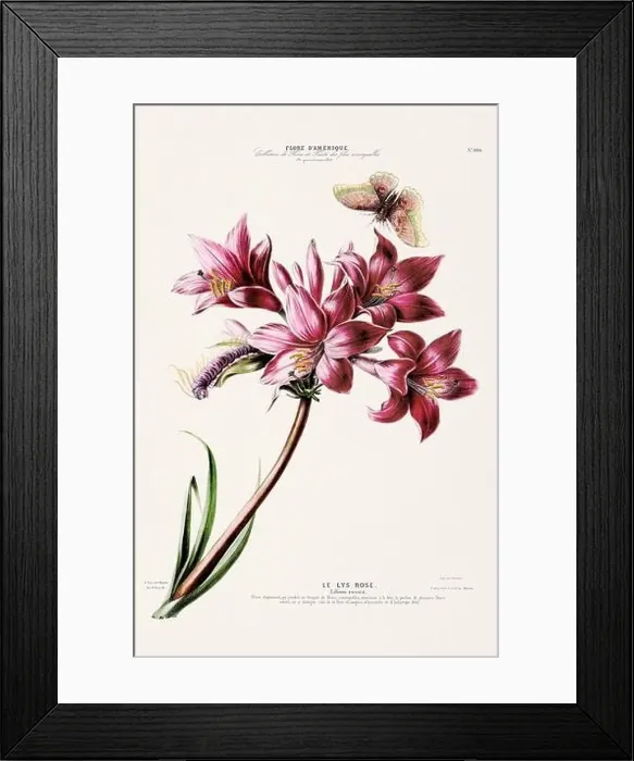 Framed Print : Antique Botanical Illustration Framed Print : Antique Botanical Illustration