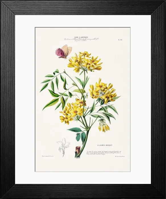 Framed Print : Antique Botanical Illustration Framed Print : Antique Botanical Illustration