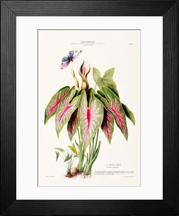 Framed Print : Antique Botanical Illustration Framed Print : Antique Botanical Illustration