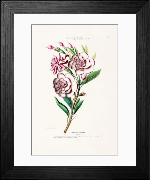 Framed Print : Antique Botanical Illustration Framed Print : Antique Botanical Illustration
