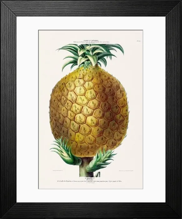 Framed Print : Antique Botanical Illustration Framed Print : Antique Botanical Illustration