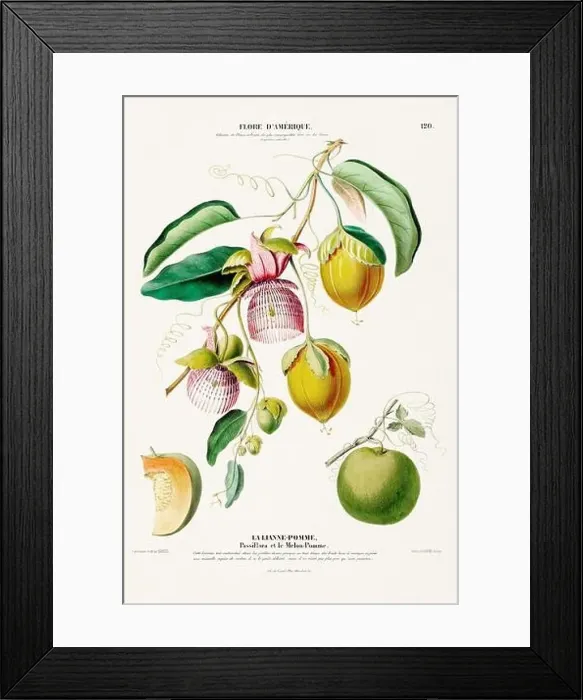 Framed Print : Antique Botanical Illustration Framed Print : Antique Botanical Illustration