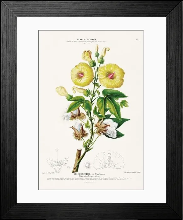Framed Print : Antique Botanical Illustration Framed Print : Antique Botanical Illustration