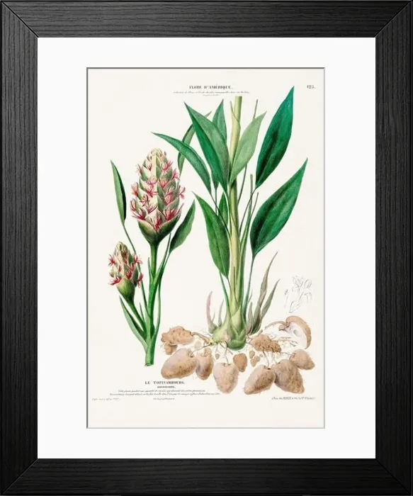 Framed Print : Antique Botanical Illustration Framed Print : Antique Botanical Illustration