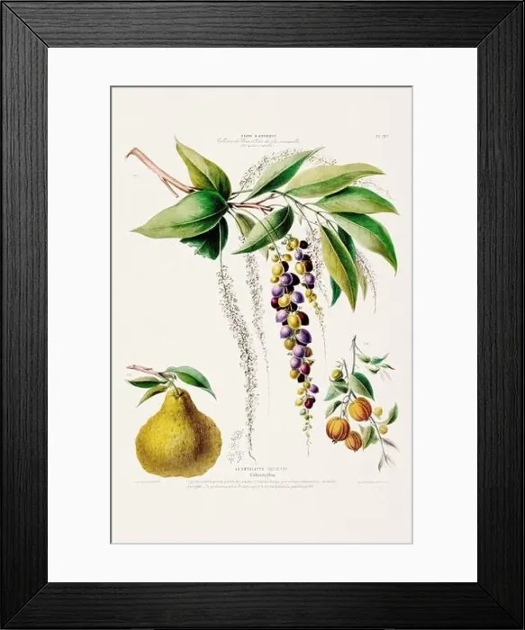 Framed Print : Antique Botanical Illustration Framed Print : Antique Botanical Illustration