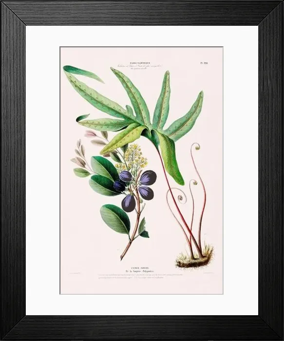 Framed Print : Antique Botanical Illustration Framed Print : Antique Botanical Illustration