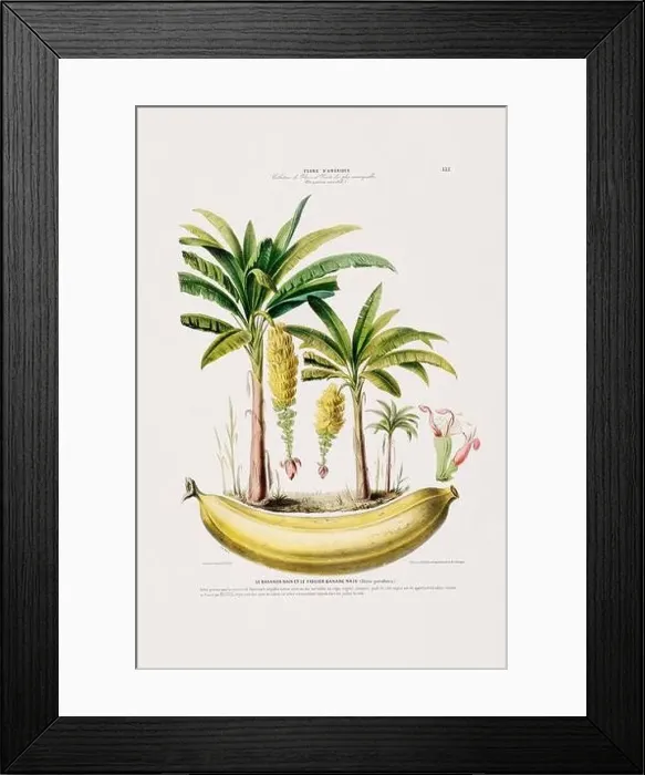 Framed Print : Antique Botanical Illustration Framed Print : Antique Botanical Illustration